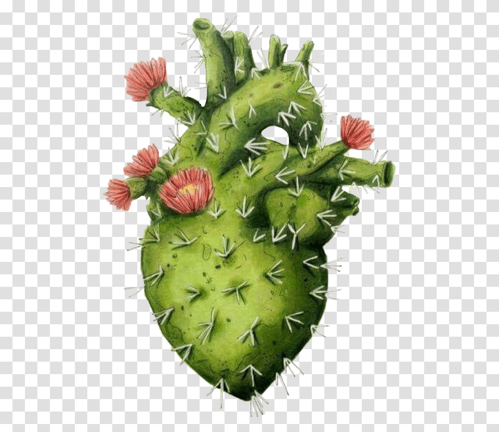 Heart Coeur Cactus Fleurs Fleur Flowers Vert Cuore Cactus Transparent Png