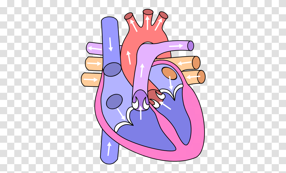 Heart Diagram Clipart Circulatory System Heart Drawing, Teeth, Mouth, Pillow, Cushion Transparent Png