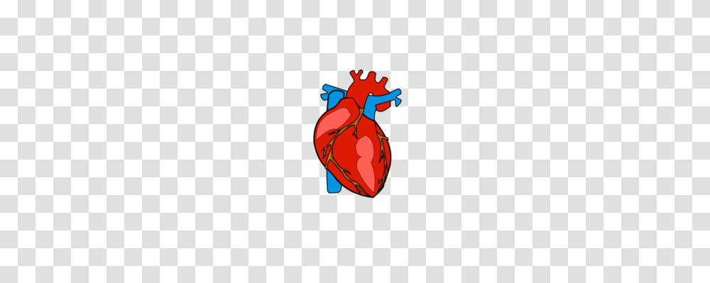Heart Diagram Human Anatomy Drawing, Animal, Insect, Invertebrate, Flea Transparent Png