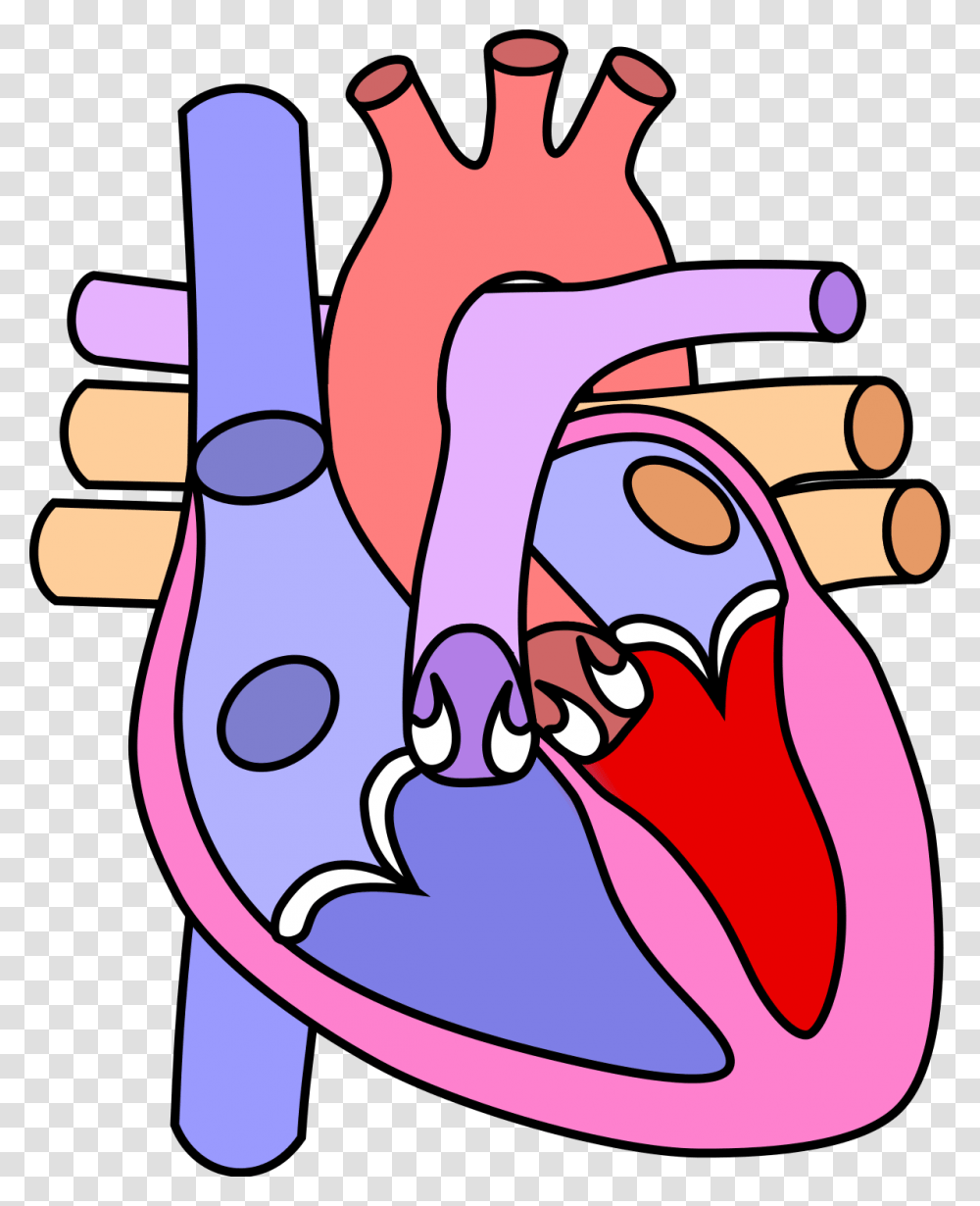 Heart Diagram Without Labelling, Hand, Outdoors, Washing Transparent Png