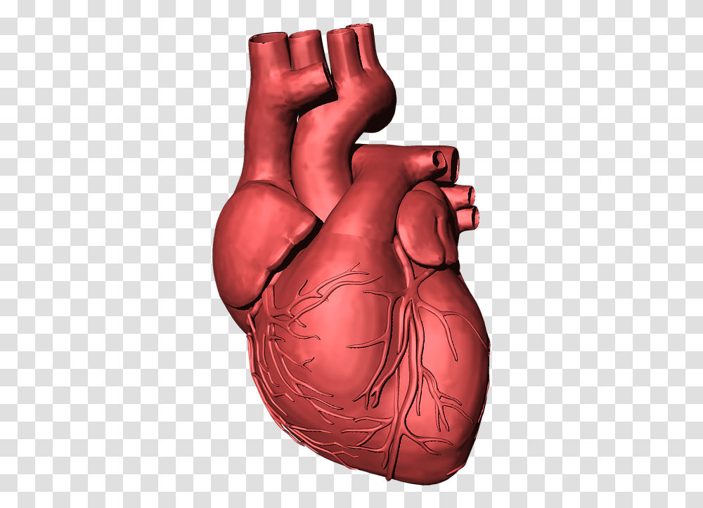 Heart Disease Background, Hand, Stomach, Weapon Transparent Png
