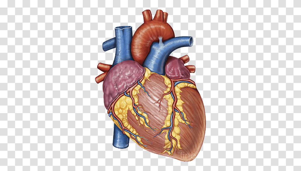Heart Gross Anatomy Human Body Ductus Arteriosus Ligamentum Arteriosum, Cushion, Inflatable, Plant, Food Transparent Png