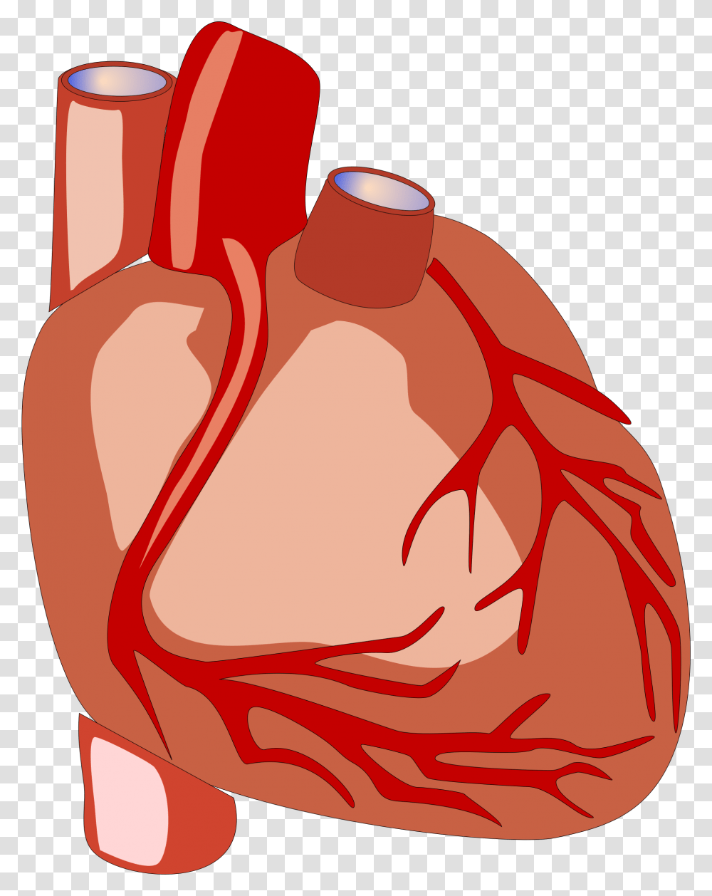 Heart Human Anatomy Human Heart Clipart, Clothing, Apparel, Food, Bag Transparent Png