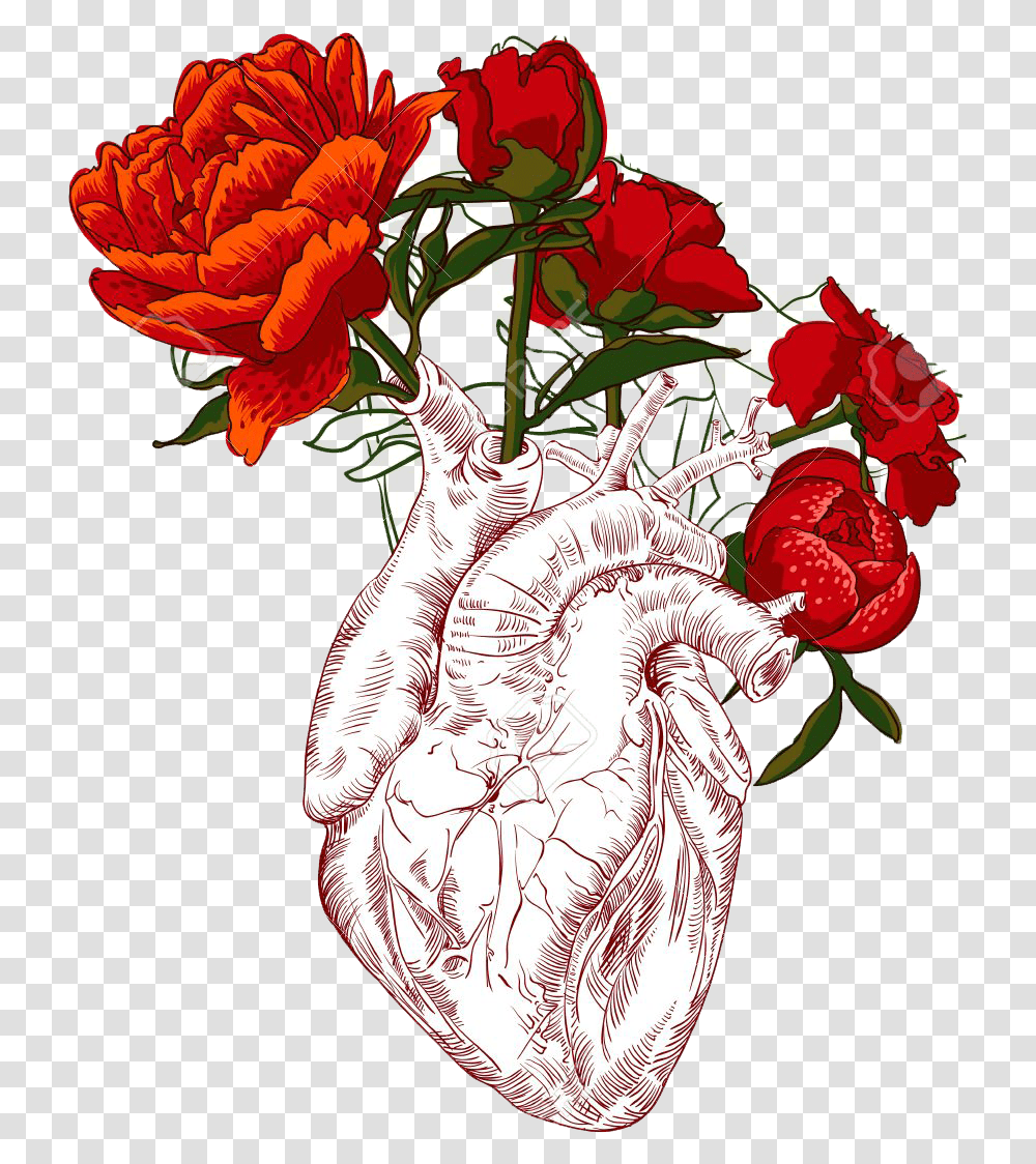 Heart Illustration Art Human Heart Draw, Plant, Flower, Carnation, Petal Transparent Png