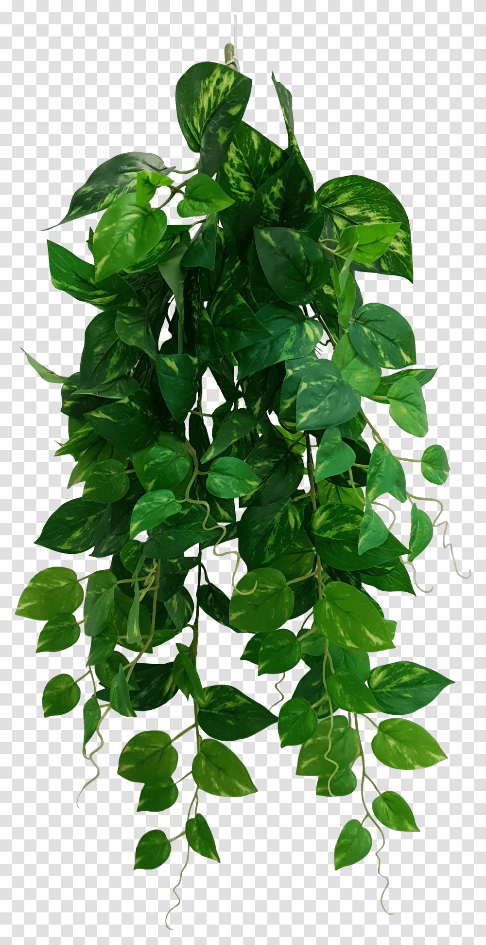 Heart Leaf Philodendron Hanging Creeper Bush Devils Ivy 73cm Heart Leaf Philodendron Transparent Png