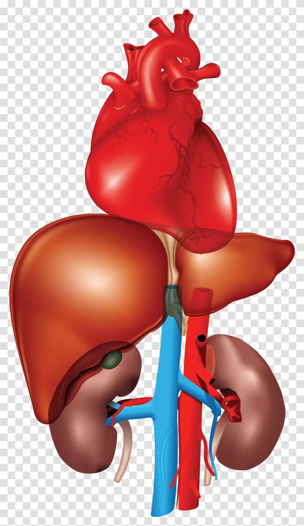 Heart Liver Kidney Kidney Liver And Heart, Toy, Stomach, Ball, Skin Transparent Png