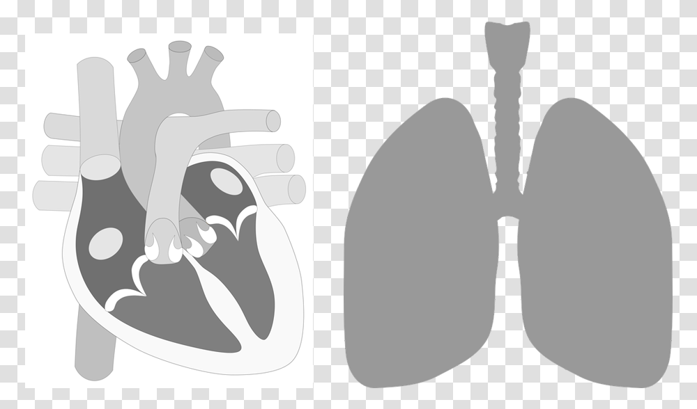 Heart Lung Human Heart Parts, Stencil Transparent Png