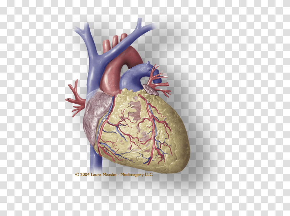 Heart Muscle Coronary Human Heart, Figurine, Animal, Bird, Turkey Bird Transparent Png