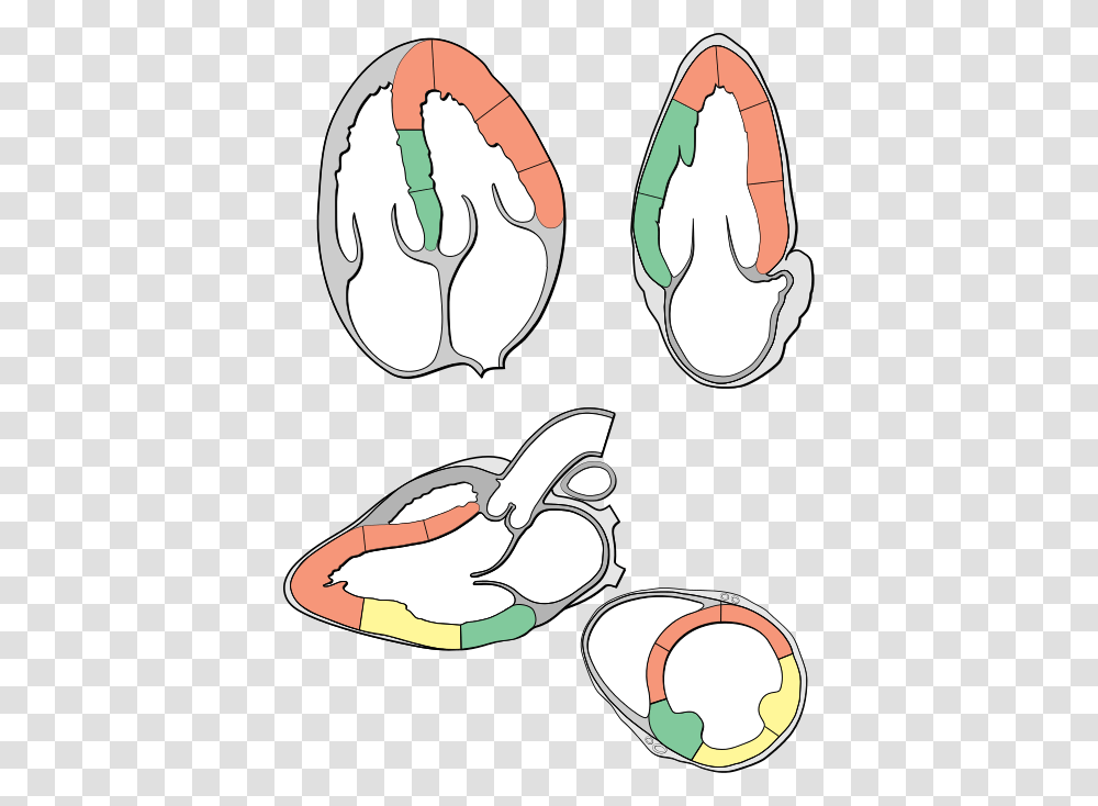 Heart Myocardial Segments For Echo, Plant, Food, Teeth, Mouth Transparent Png