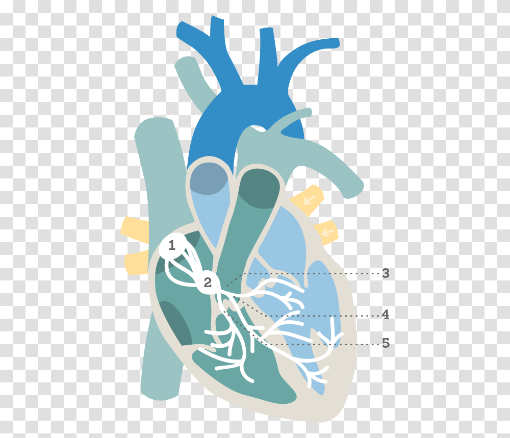 Heart Nodes Electrical Conduction Pathway Blank, Poster, Advertisement, Outdoors Transparent Png