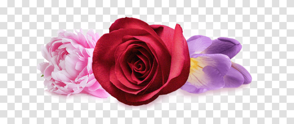 Heart Note Garden Roses, Plant, Flower, Blossom, Petal Transparent Png