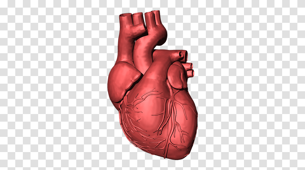 Heart Organ 5 Image 3d Human Heart, Weapon, Weaponry, Hand, Stomach Transparent Png