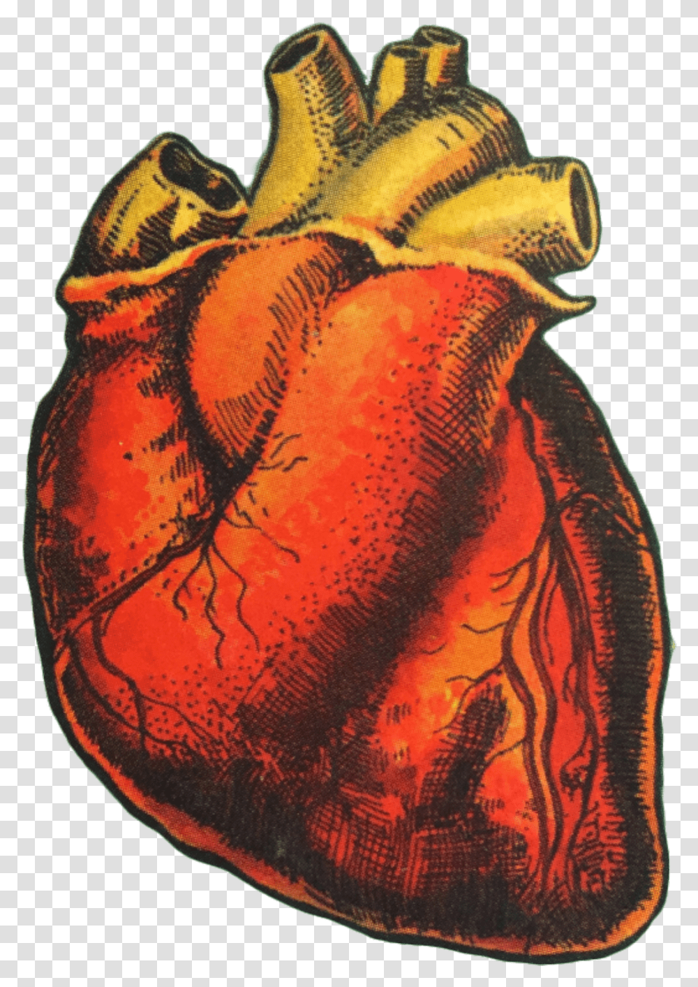 Heart Organ Humanheart Art Drawing Love Aesthetic Human Heart Aesthetic, Skin, Animal, Tattoo, Leisure Activities Transparent Png