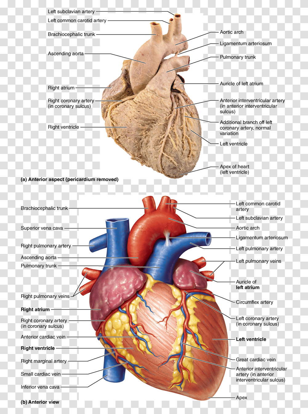 Heart Organ, Plot, Bird, Animal, Soil Transparent Png