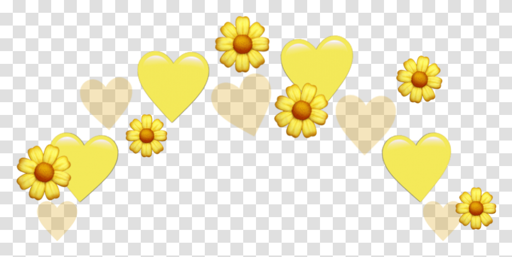 Heart, Petal, Flower, Plant, Daisy Transparent Png