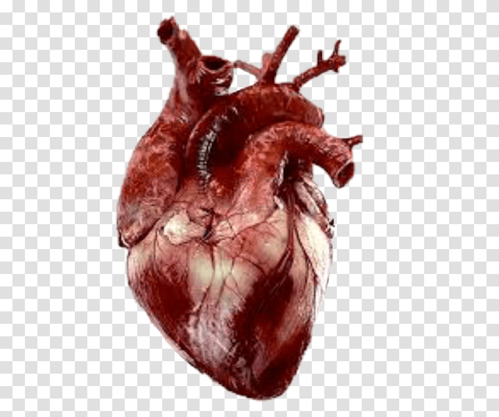Heart Realist Real Heart Gif, Animal, Invertebrate Transparent Png