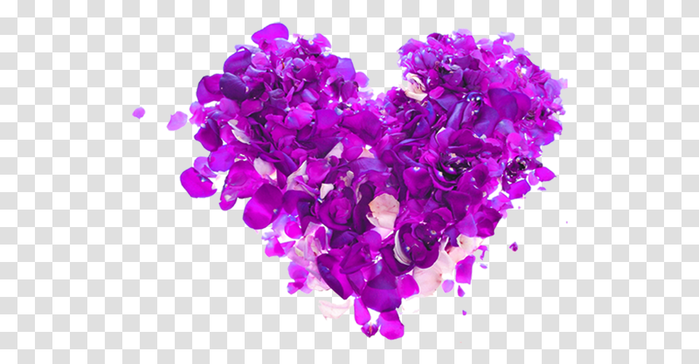 Heart Rose Download Image Arts Day, Purple, Plant, Flower, Blossom Transparent Png