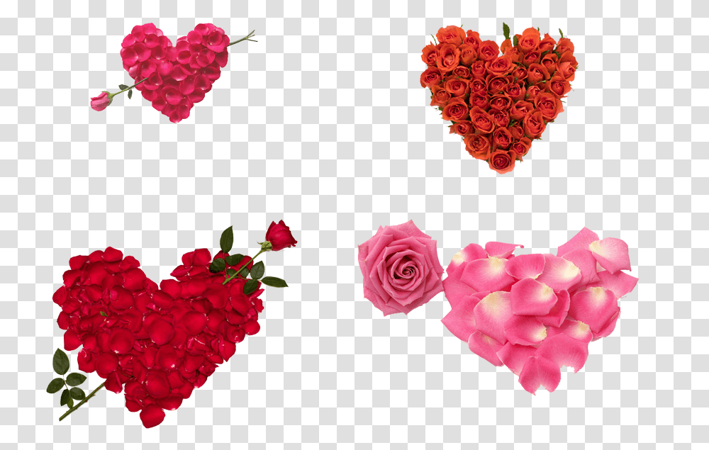 Heart Rose Love Rose For Girlfriend, Plant, Flower, Blossom, Petal Transparent Png