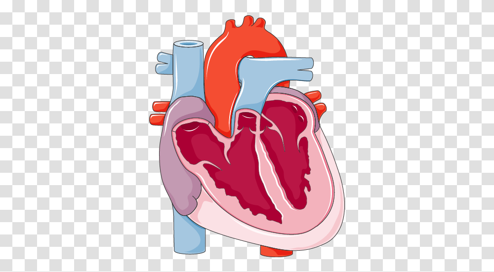 Heart Servier Medical Art Fu 28 Cardiac Regeneration, Food, Stomach, X-Ray, Ct Scan Transparent Png