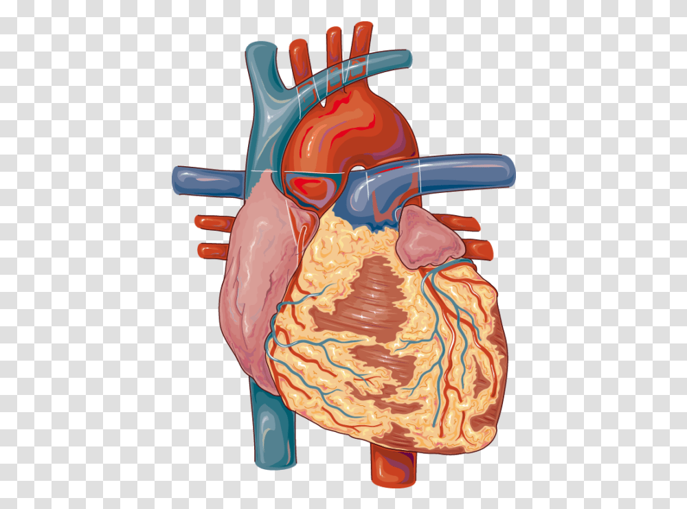 Heart Servier Medical Art Lymph Node The Heart, Mouth, Lip, Throat, Stomach Transparent Png