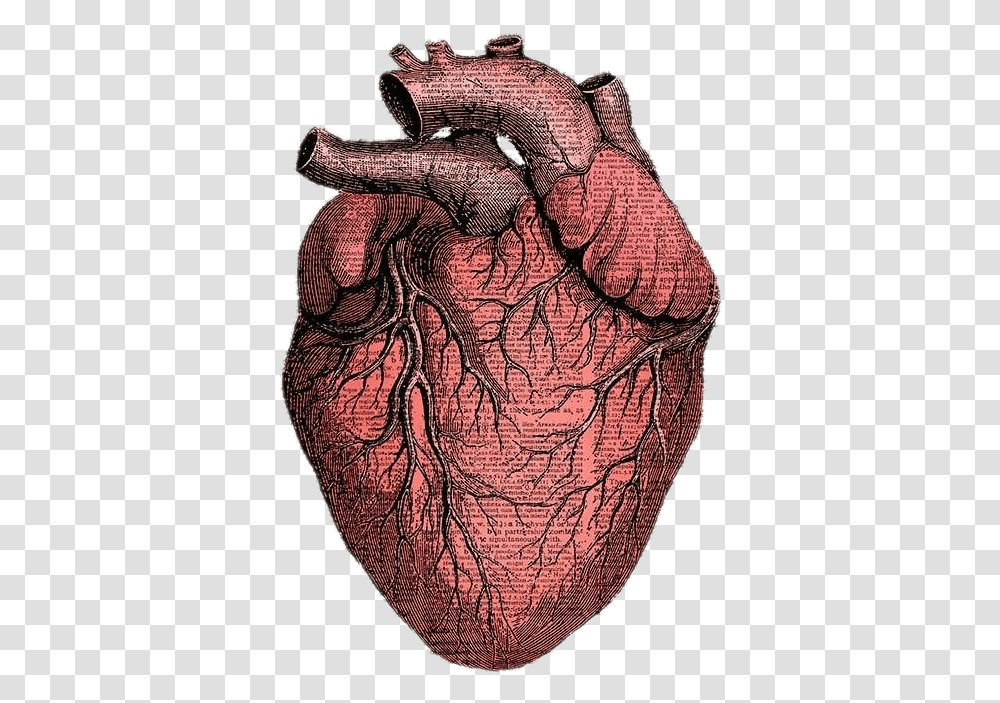 Heart Sticker Hearts Anatomy Anatomicalheart Heart Anatomy Sticker, Skin, Hand, Tattoo, Soil Transparent Png
