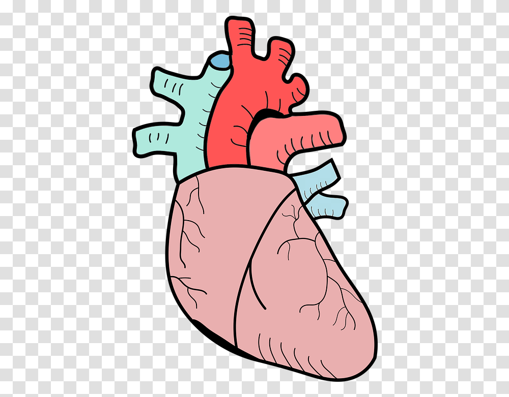 Heart The Anatomy Of A Biology Free Vector Graphic On Pixabay Heart Biology, Interior Design, Statue, Sculpture, Face Transparent Png