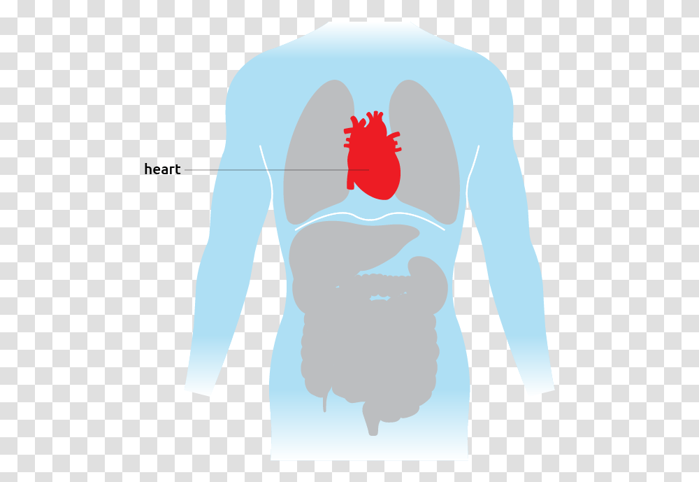 Heart Transplant Living Language, Painting, Shoulder, Neck, Stomach Transparent Png