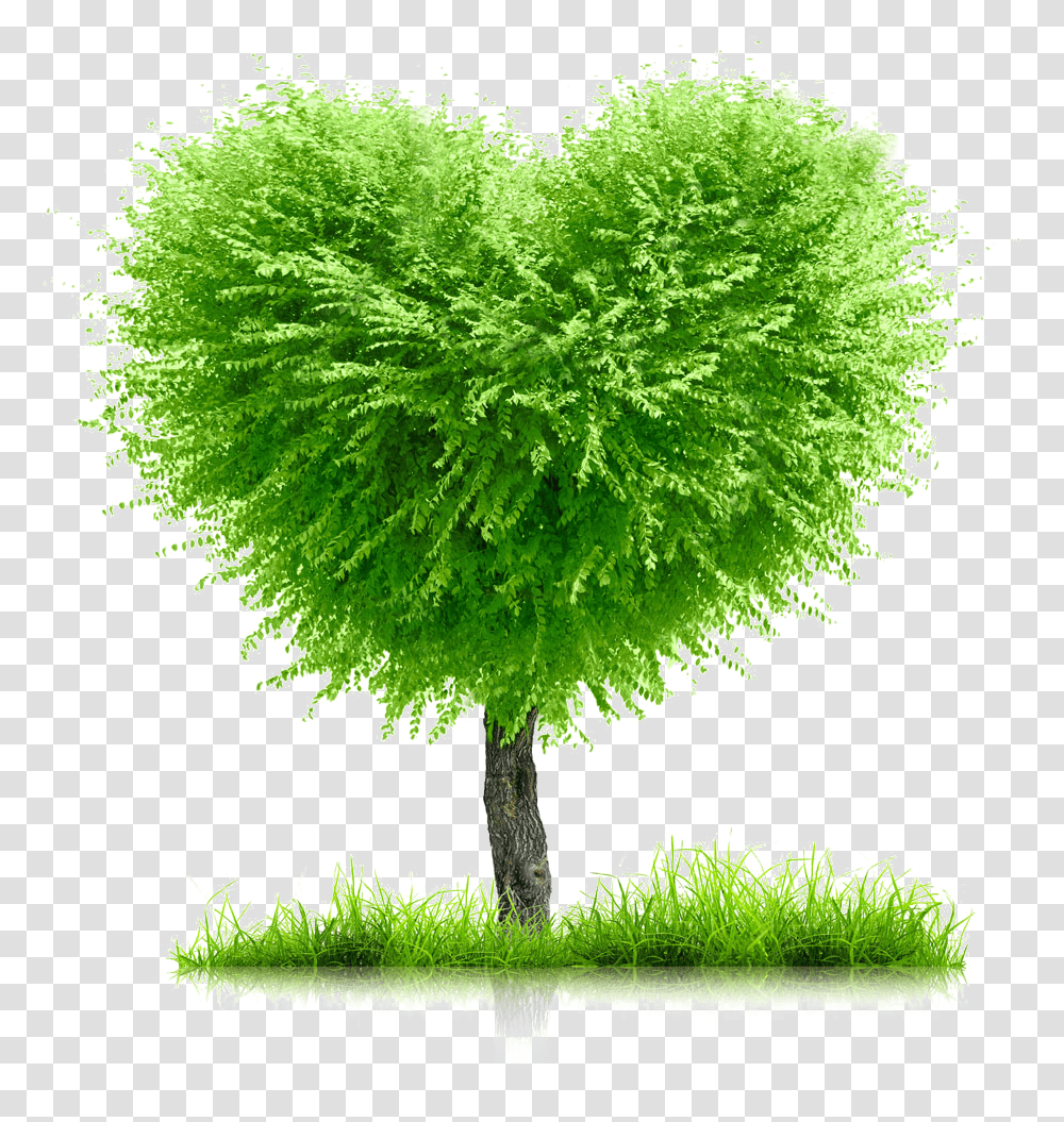 Heart Tree Earth Month Day Green Life Go Background For Family Tree, Plant, Moss, Pottery, Jar Transparent Png