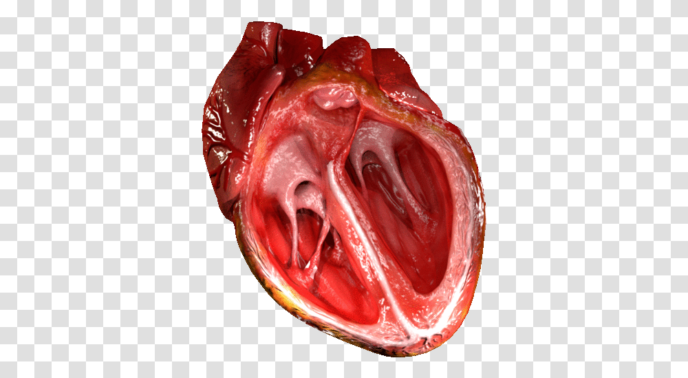 Heart Valve Wikipedia Gif Of Heart Pumping, Food, Mouth, Lip Transparent Png