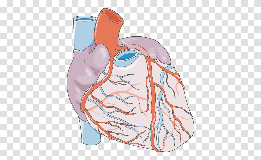 Heart Vascularization Servier Medical Art Vascularisation Of The Heart, Hand, Bottle, Head Transparent Png