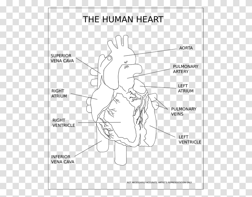 Heart Ventricle Organ Human Anatomy Medical Human Heart Black And White, Stencil, Drawing, Sketch, Silhouette Transparent Png