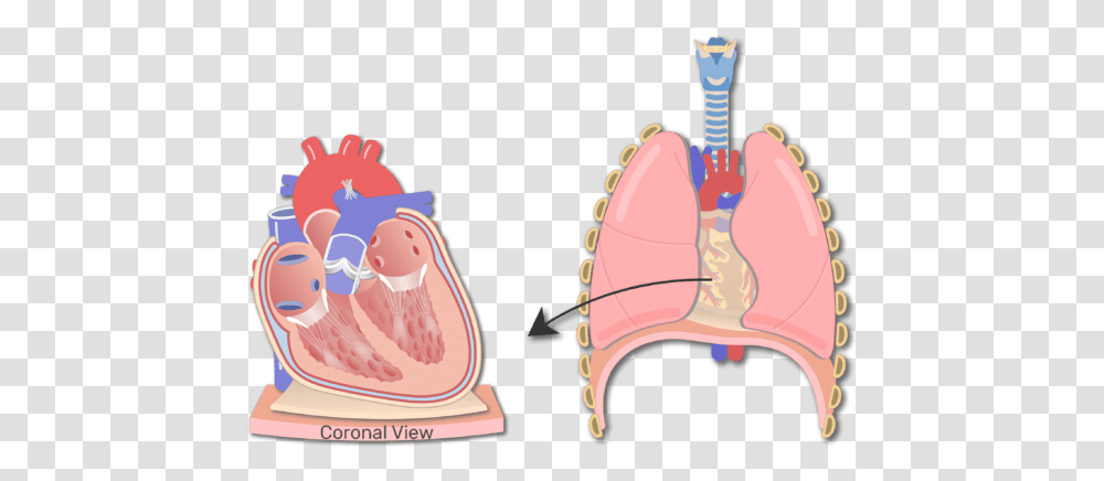 Heart Wall Anatomy Structure Of The Pericardium, Birthday Cake, Dessert, Food, Jaw Transparent Png