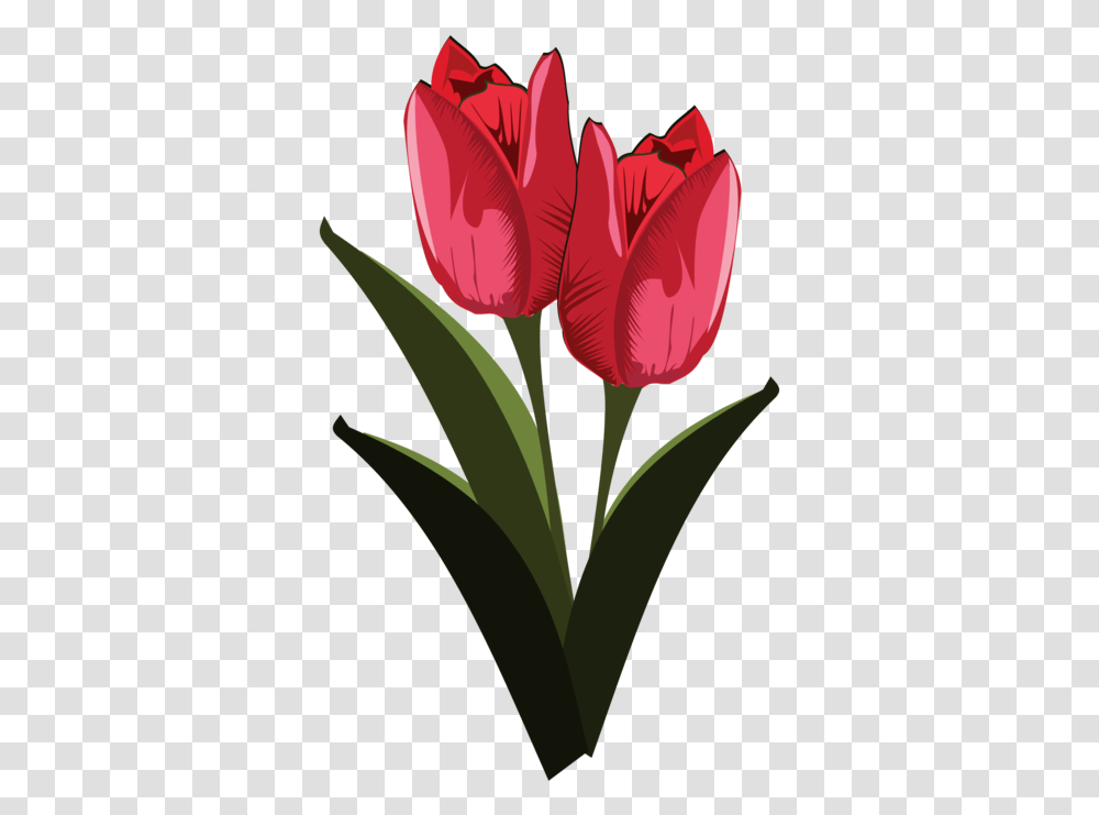 Heartplantflower, Blossom, Tulip, Petal, Carnation Transparent Png