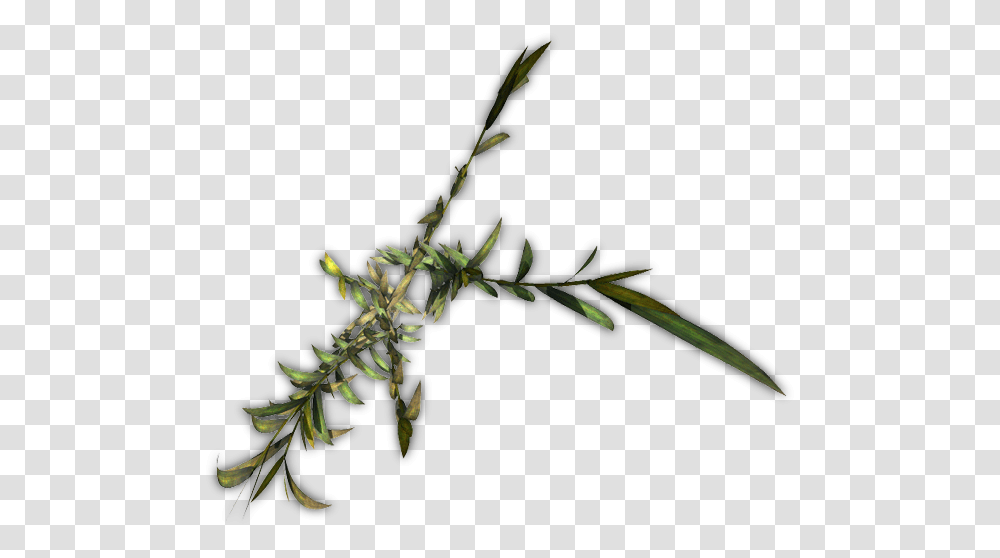 Heath Aster, Plant, Flower, Tree, Acanthaceae Transparent Png