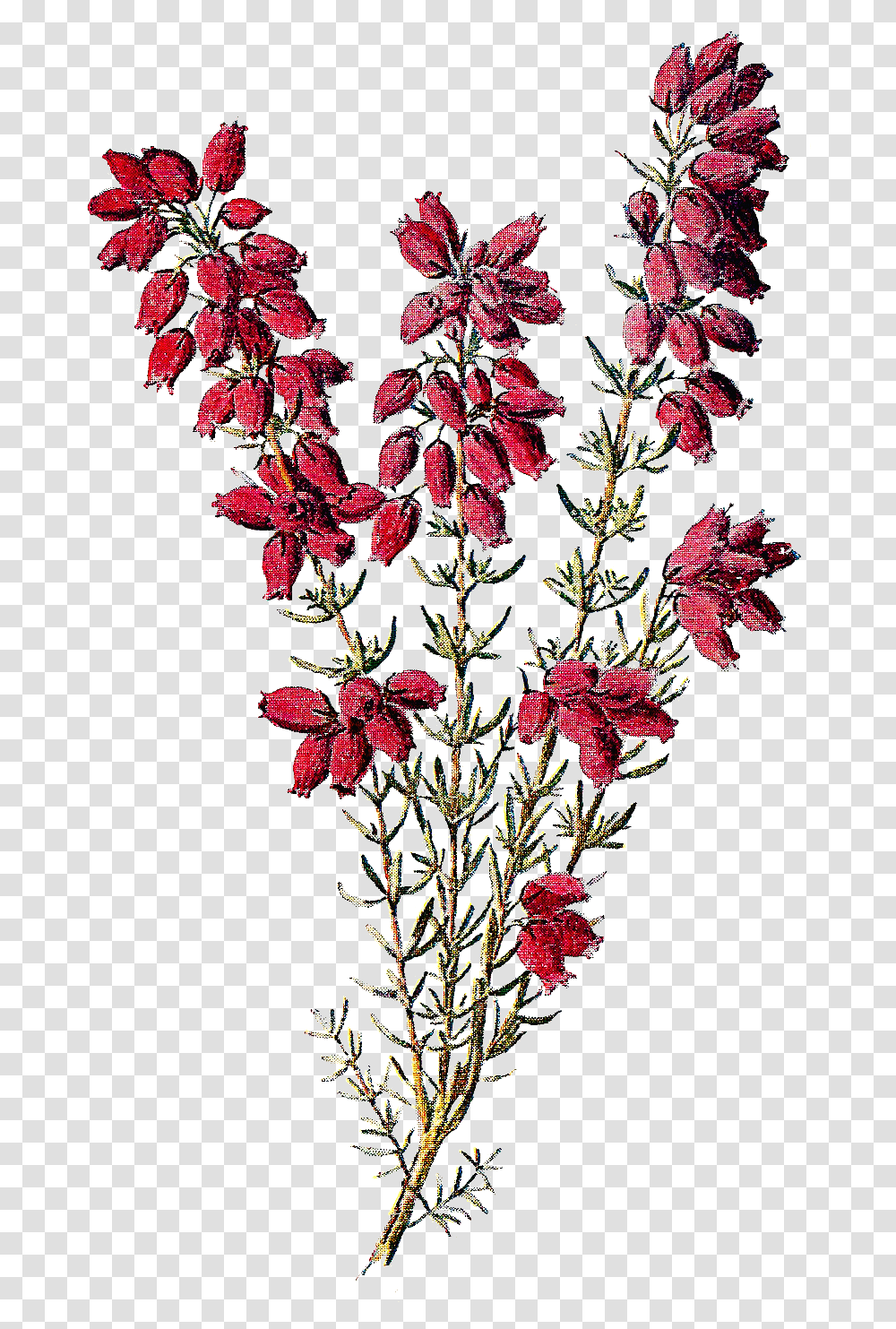Heather Flower Clipart, Plant, Ornament, Flower Arrangement, Pattern Transparent Png