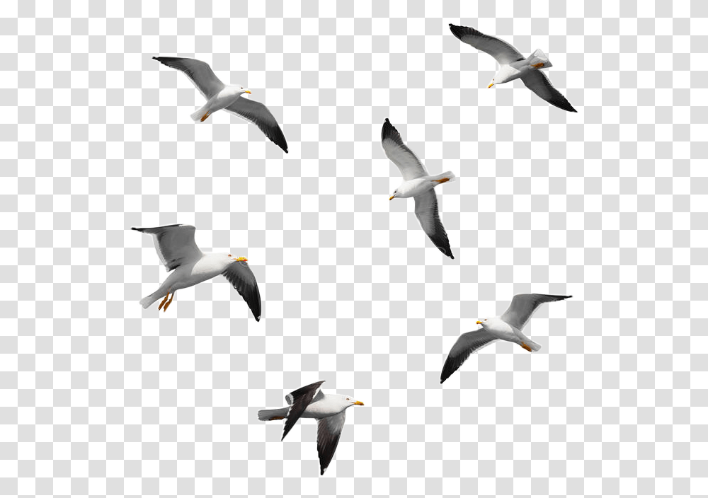 Heaven Bird Flying, Animal, Flock, Seagull, Waterfowl Transparent Png