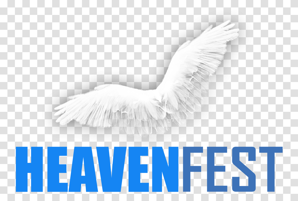 Heaven Fest Deal, Bird, Animal, Waterfowl Transparent Png