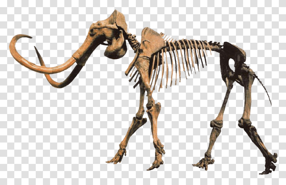 Hebior Mammoth Clean Mammoth Skeleton, Dinosaur, Reptile, Animal, Antelope Transparent Png