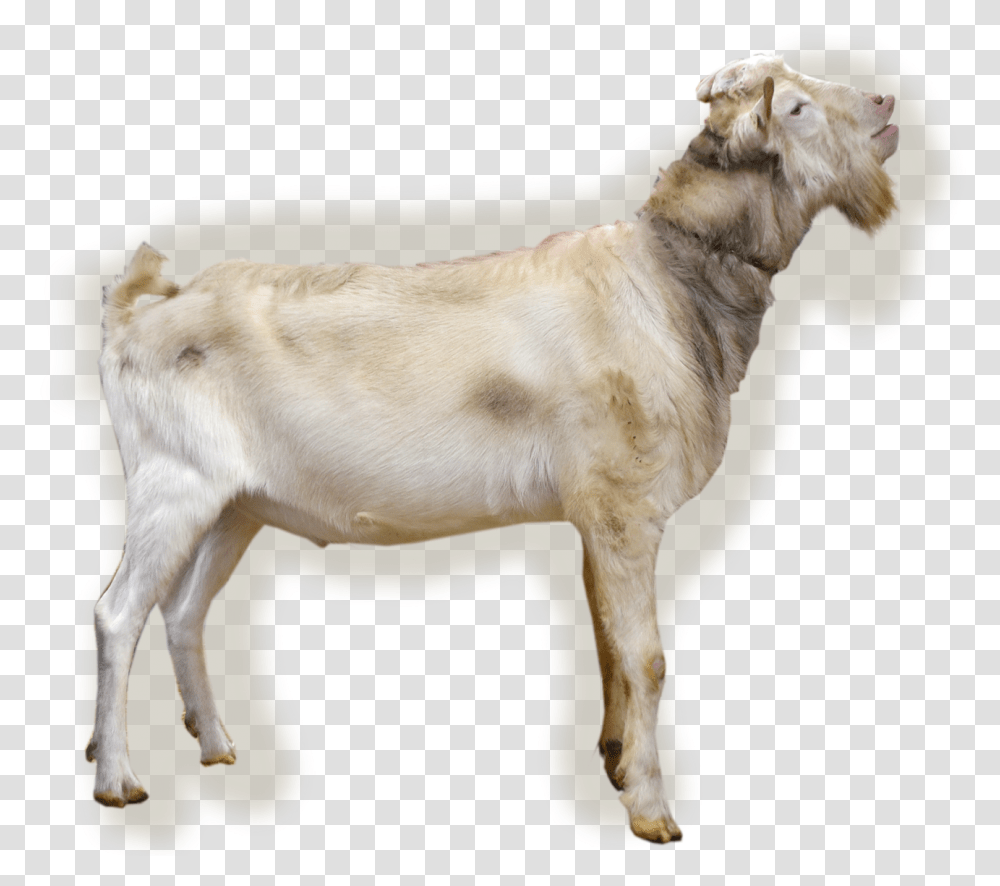Hector Goat, Dog, Pet, Canine, Animal Transparent Png