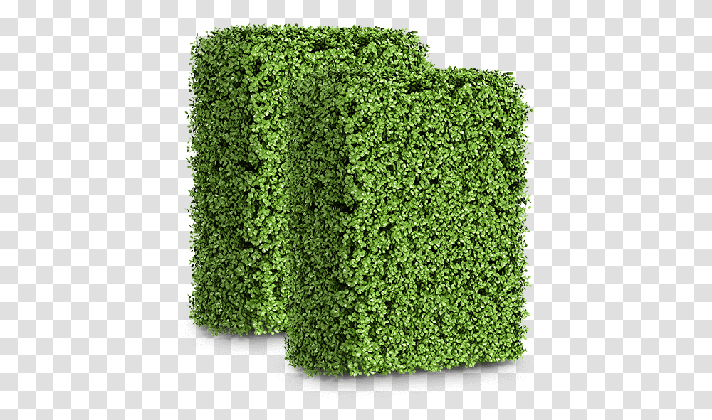 Hedge Artificial Turf, Plant, Rug, Fence, Moss Transparent Png