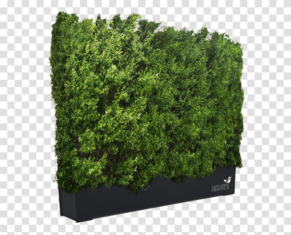 Hedge Background Get Hedges Pictures, Moss, Plant, Vegetation, Bush Transparent Png