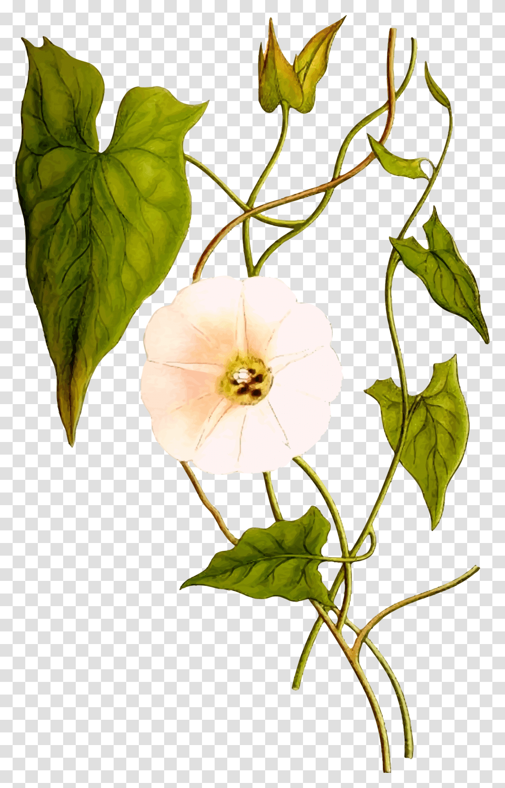 Hedge Bindweed Convolvulus Sepium, Plant, Leaf, Flower, Blossom Transparent Png