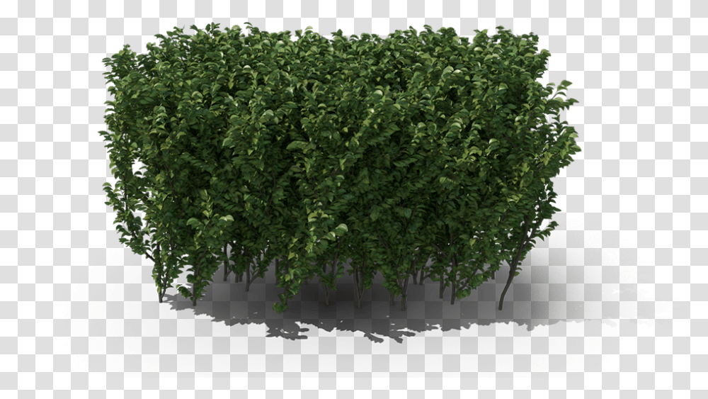 Hedge, Bush, Vegetation, Plant, Fence Transparent Png