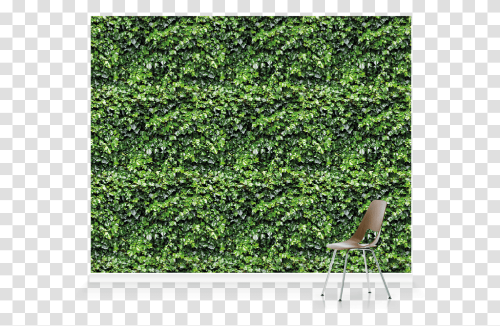 Hedge, Chair, Furniture, Bush, Vegetation Transparent Png