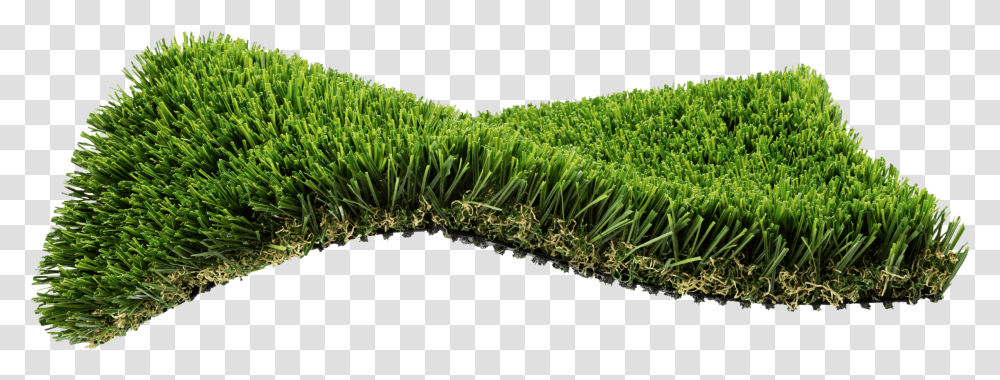 Hedge, Grass, Plant, Vegetation, Field Transparent Png