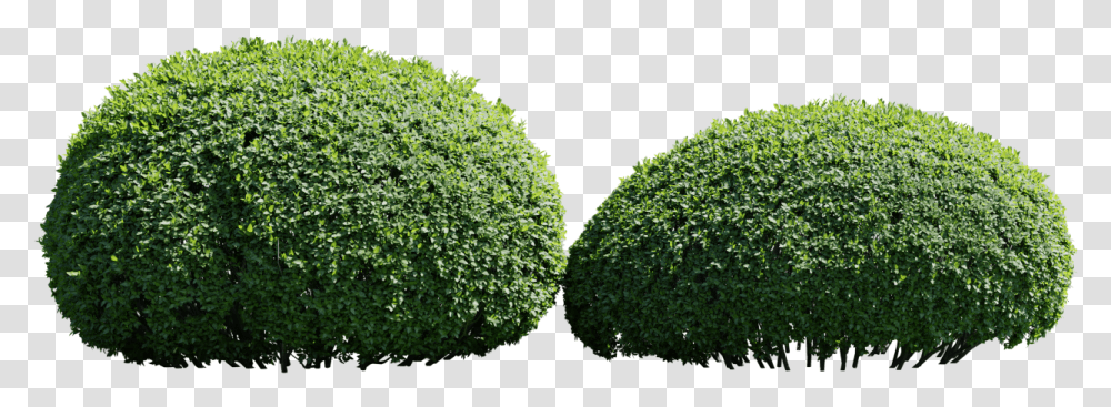 Hedge, Moss, Plant, Bush, Vegetation Transparent Png