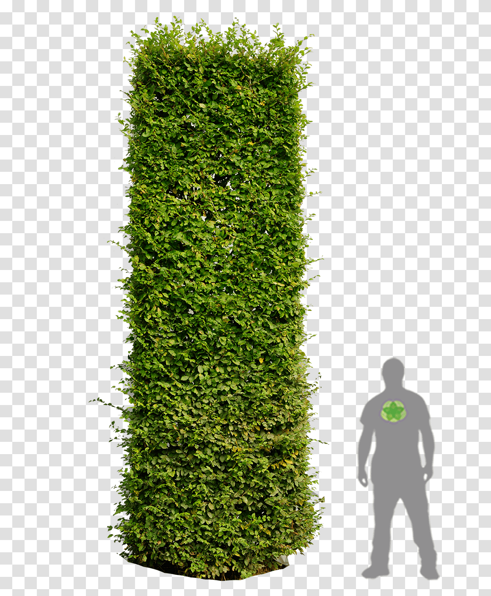 Hedge Plan, Plant, Green, Vegetation, Person Transparent Png