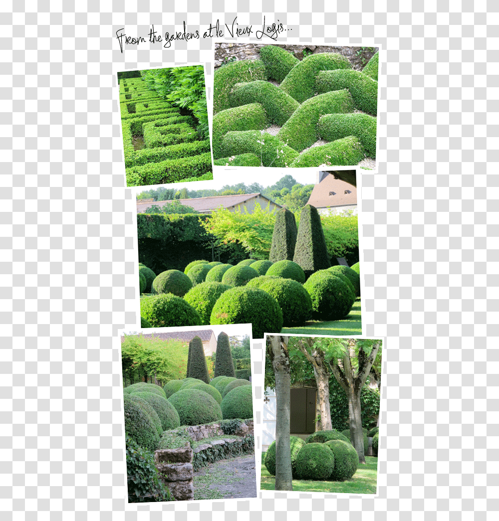 Hedge, Plant, Fence, Bush, Vegetation Transparent Png