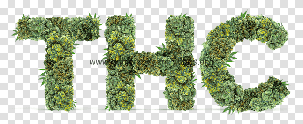 Hedge, Plant, Mineral, Weed, Pattern Transparent Png