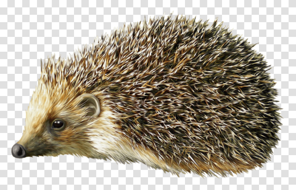 Hedgehog, Animals, Bird, Mammal, Porcupine Transparent Png